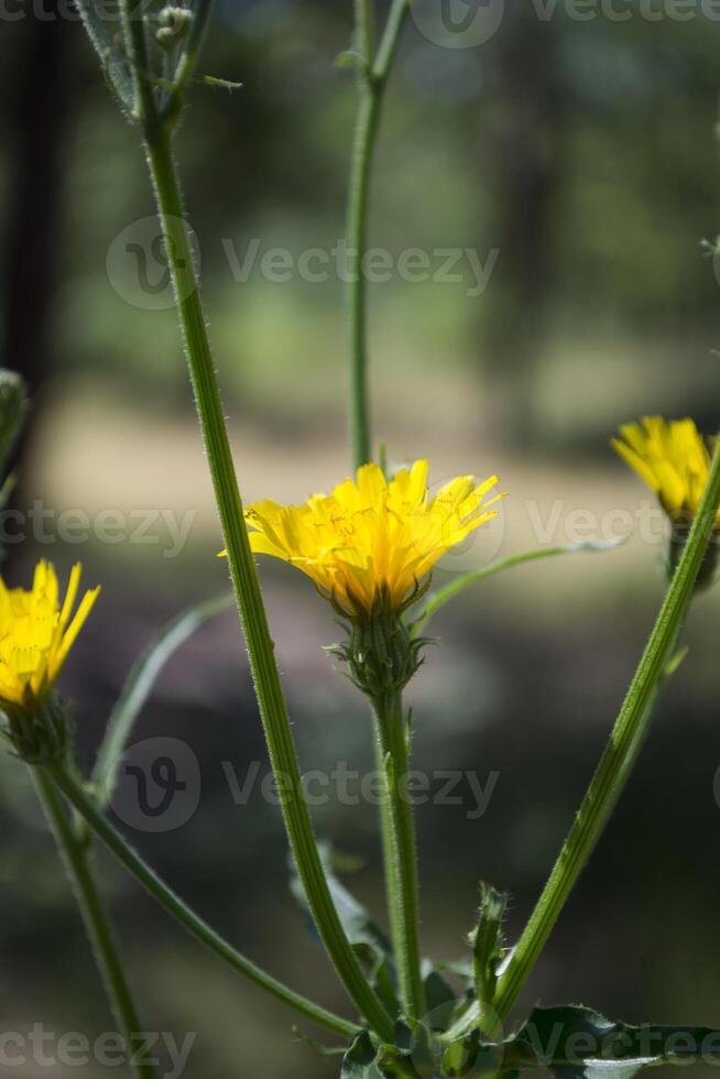 amarillo salvaje flor macro disparo. floral antecedentes. foto