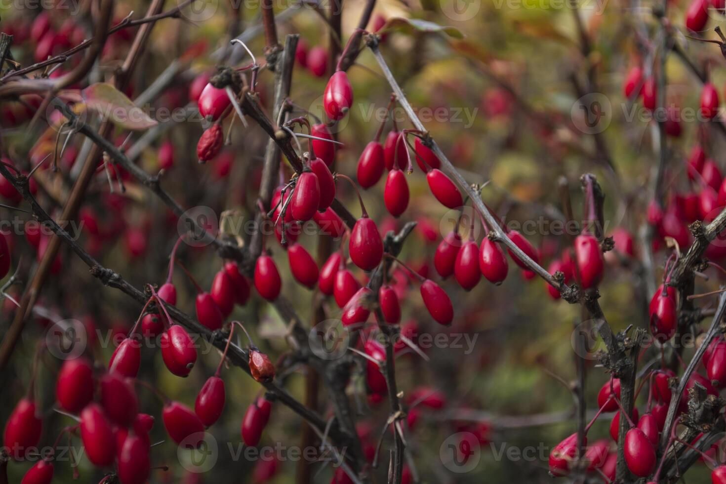 Red berries of barberry on a branch photo