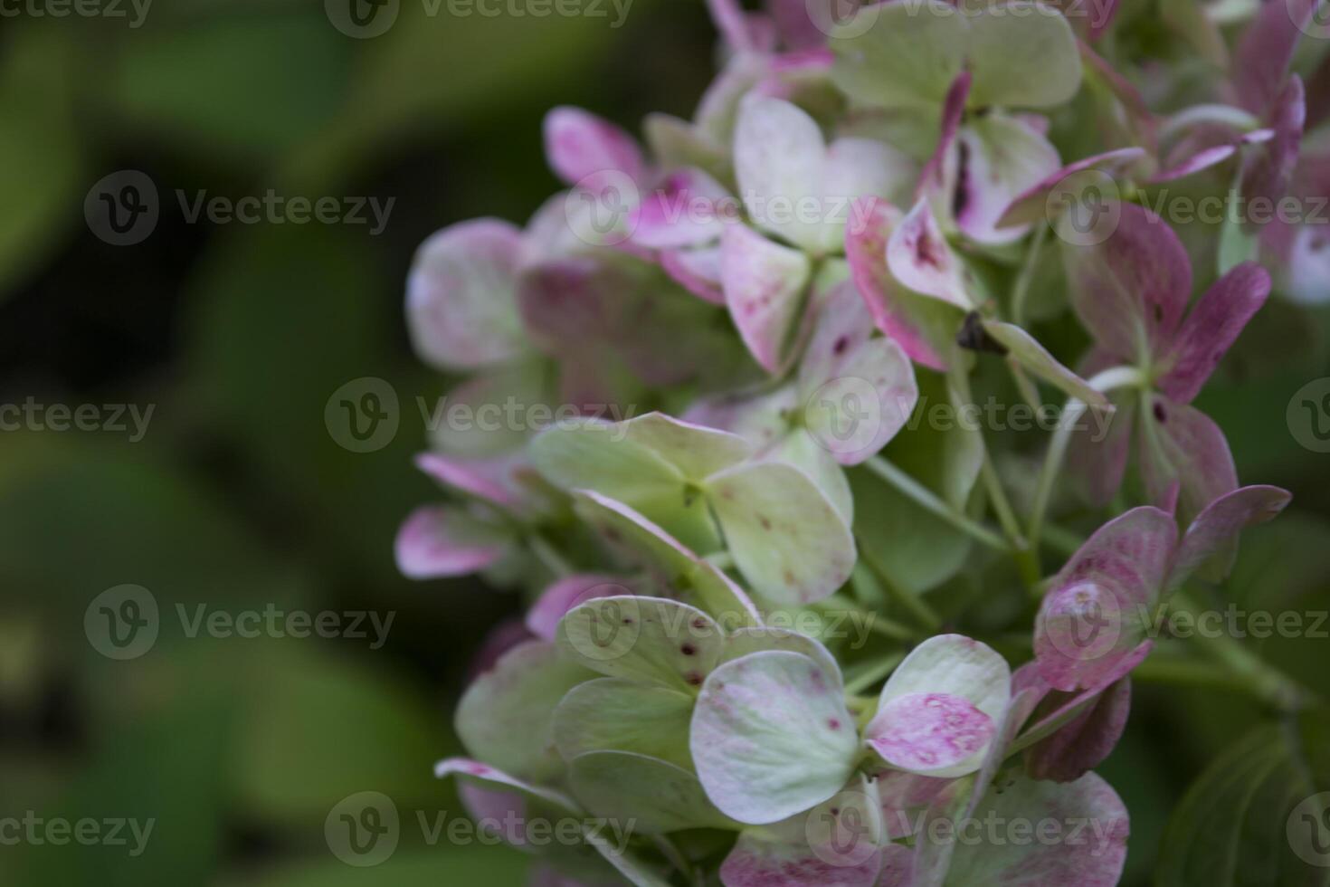 Beautiful hortensia macro shot. Floral background. photo