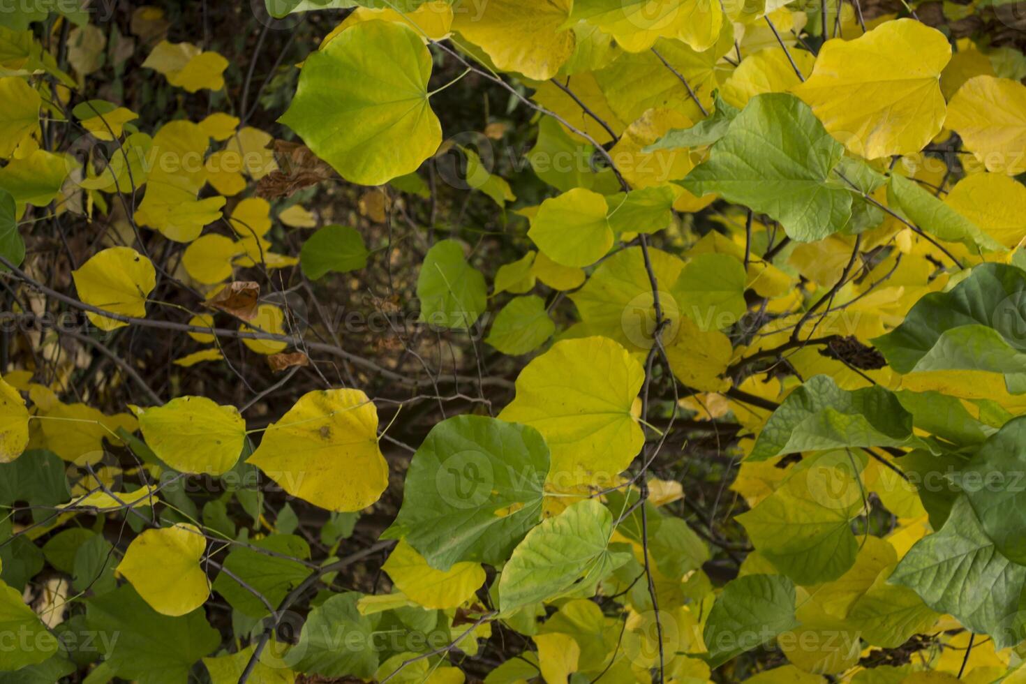 vistoso otoño hojas, cerca arriba. otoño antecedentes. natural otoño textura. foto