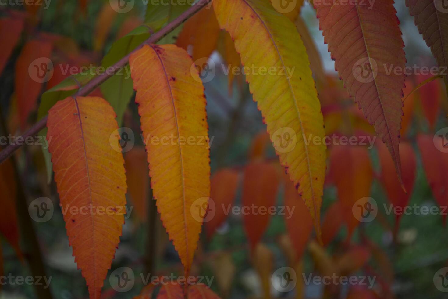 Colorful autumn leaves, close up. Fall background. Natural autumn texture. photo