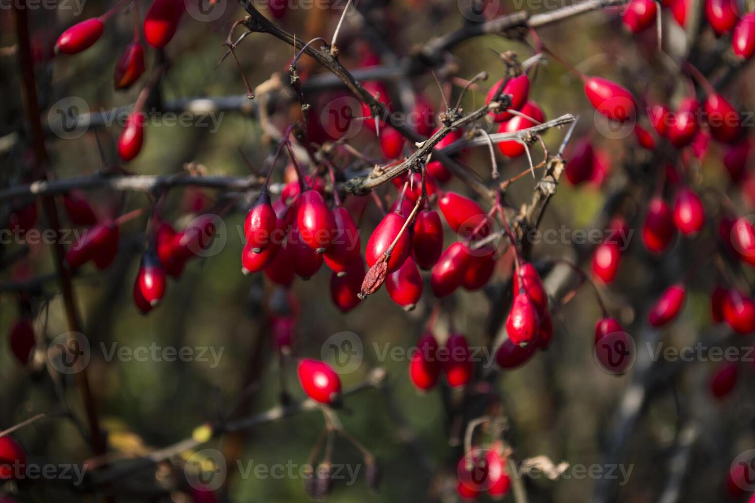 rojo bayas de bérbero en un rama foto