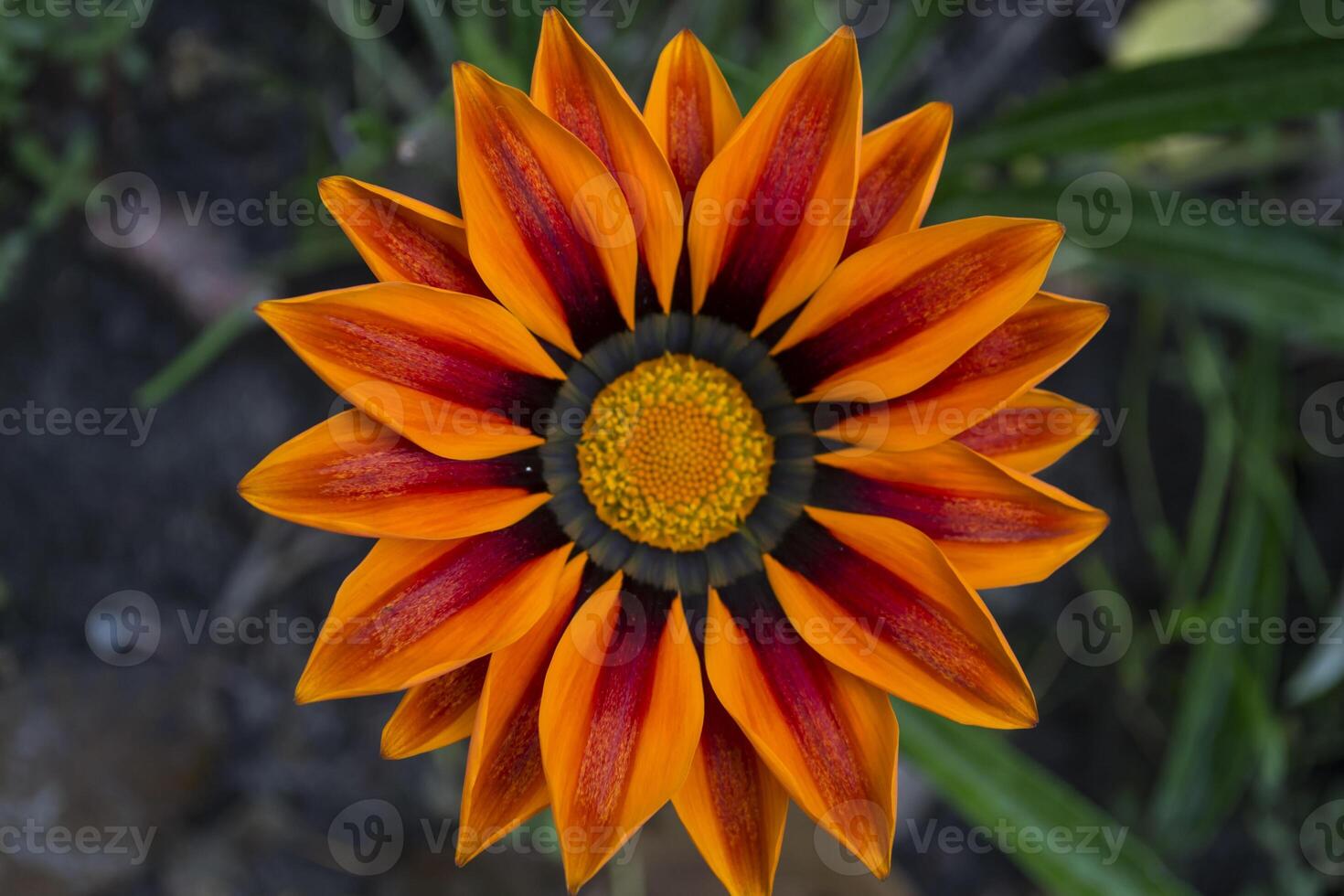 The orange flower macro shot. photo