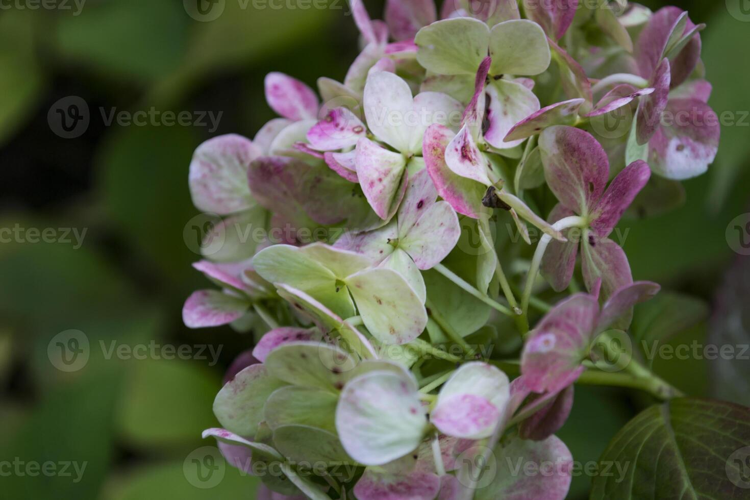 Beautiful hortensia macro shot. Floral background. photo