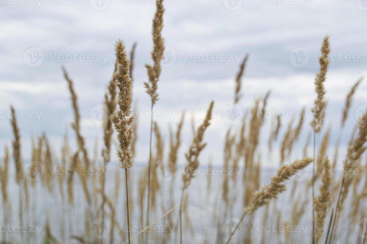 The bulrush on the coast line. photo