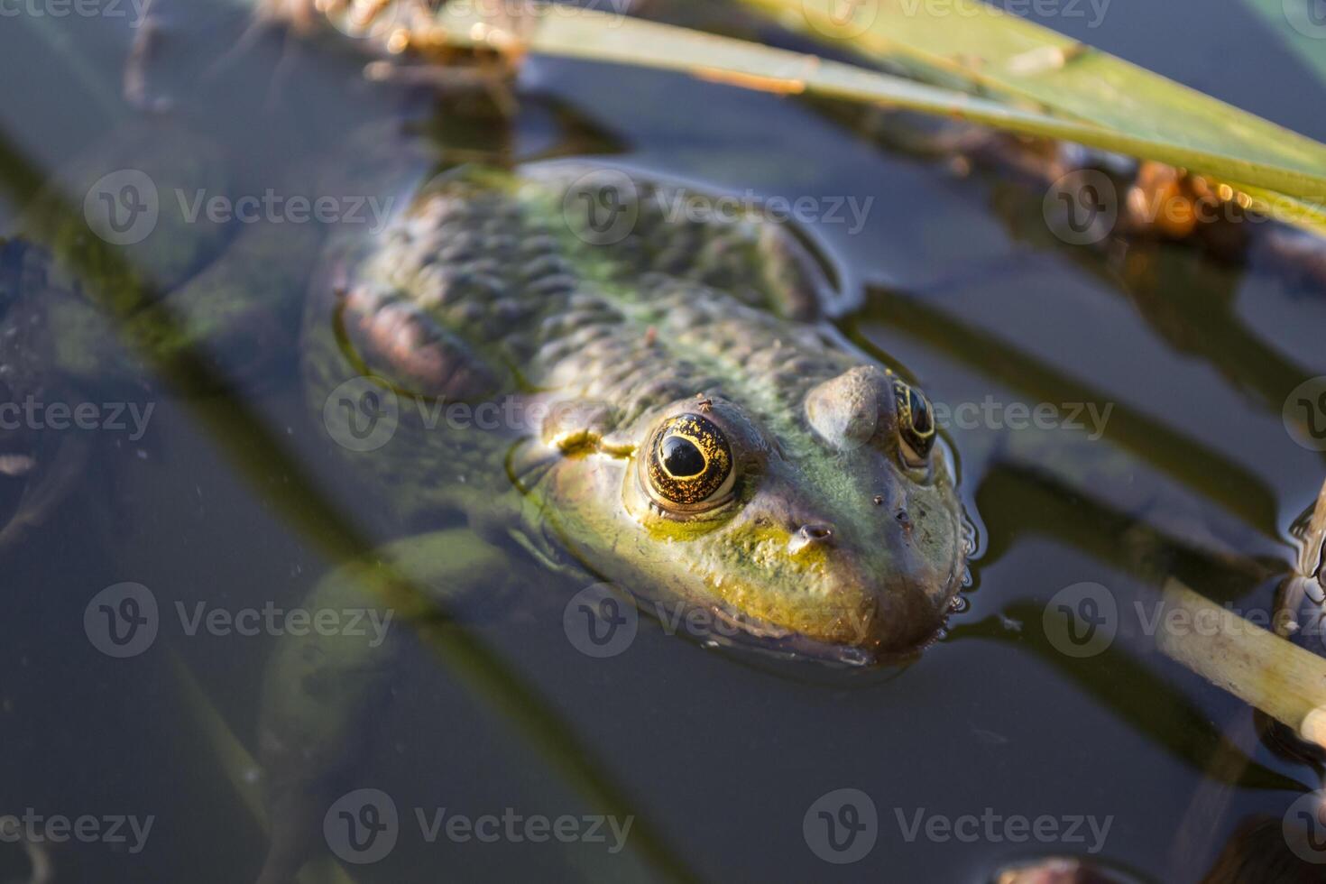 Frog in a pond, close up. photo