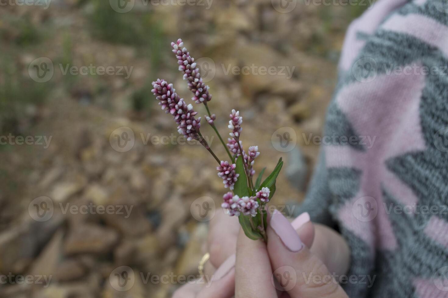 The wild flower in woman's hand. photo