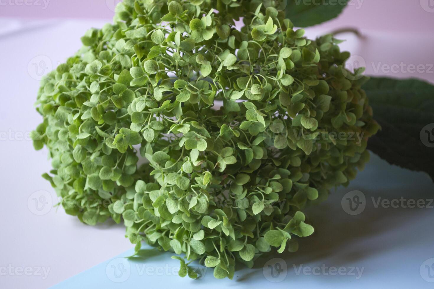 Green hydrangea blooming. Hortensia close up. photo