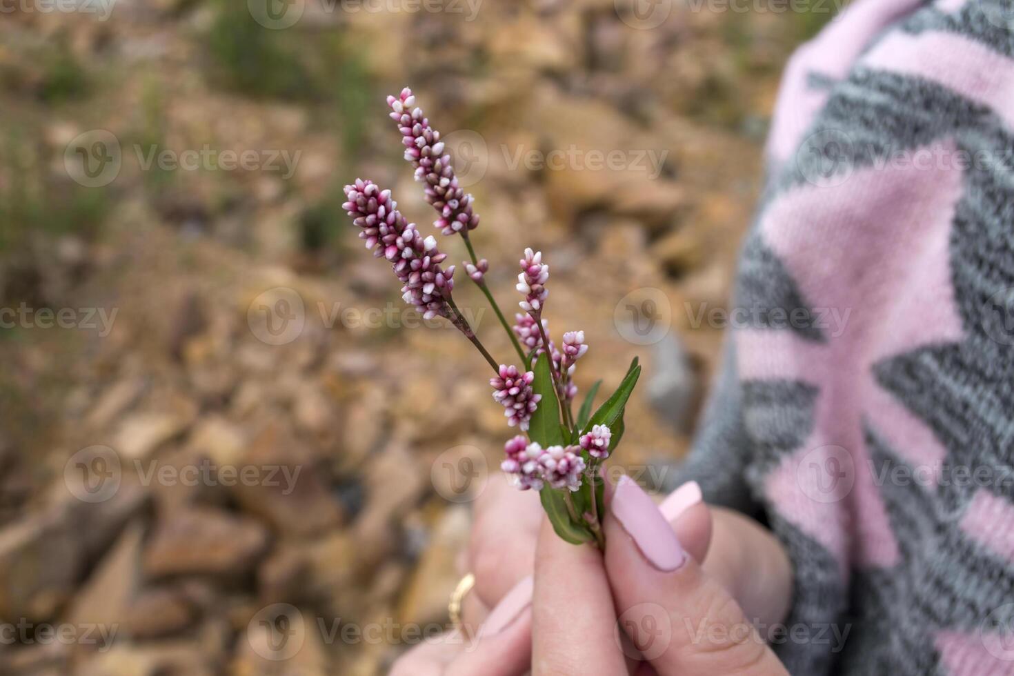 The wild flower in woman's hand. photo