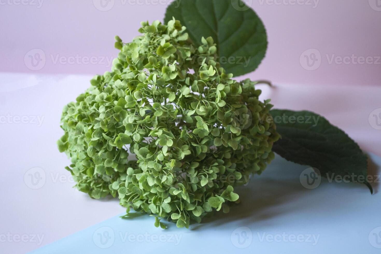 Green hydrangea blooming. Hortensia close up. photo