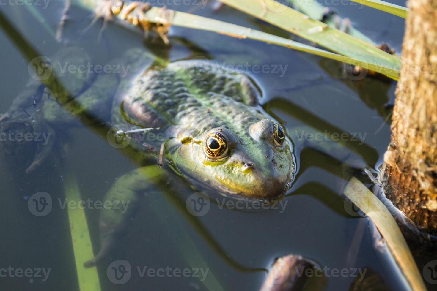 Frog in a pond, close up. photo