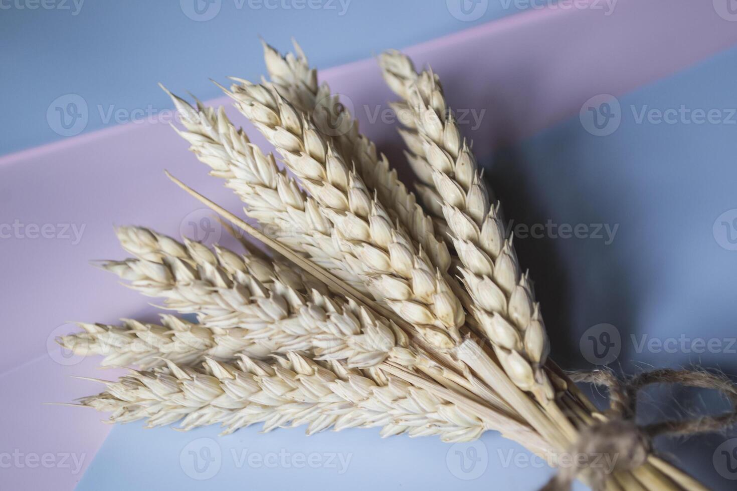 The ears of wheat on bright background. photo