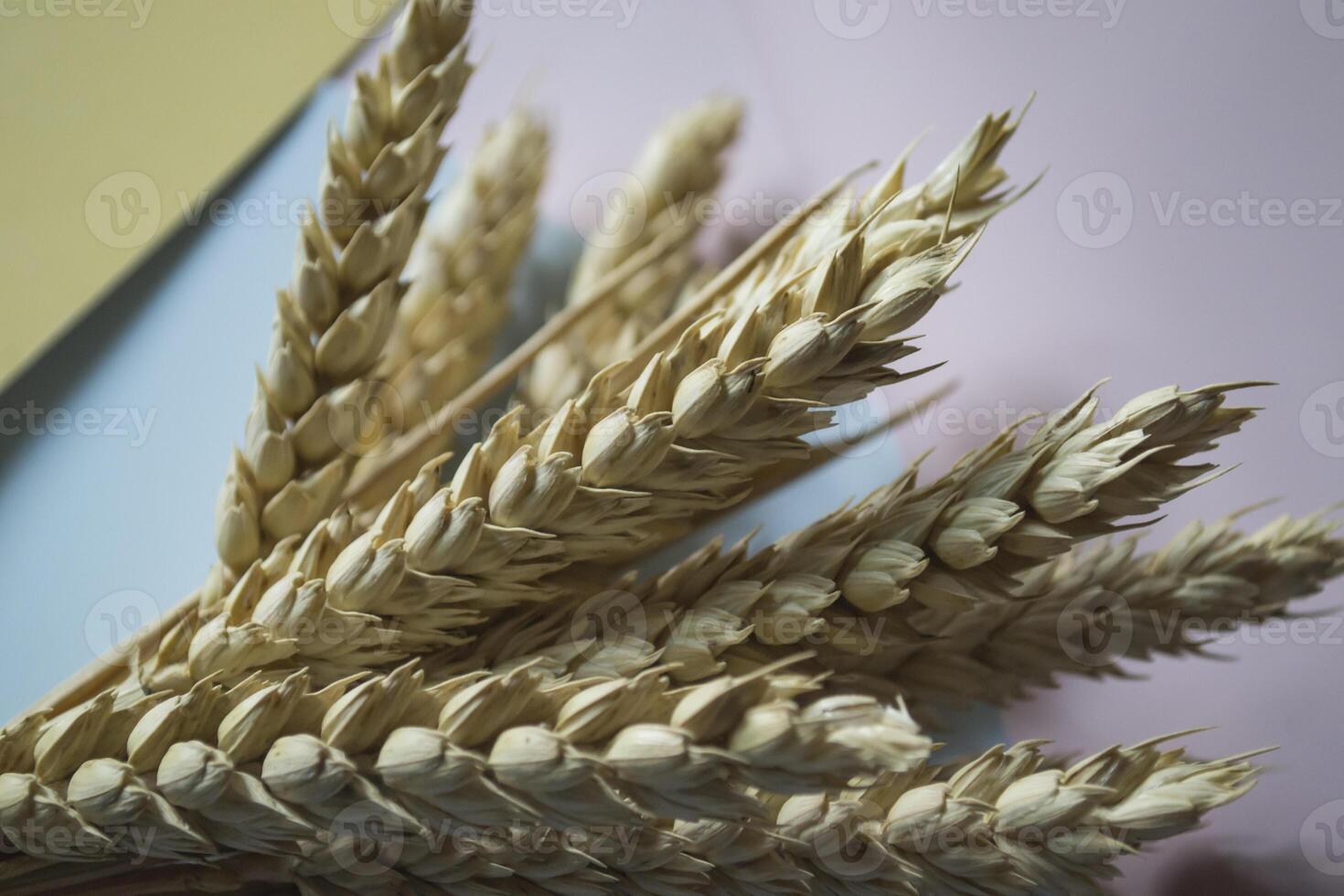 The ears of wheat on bright background. photo