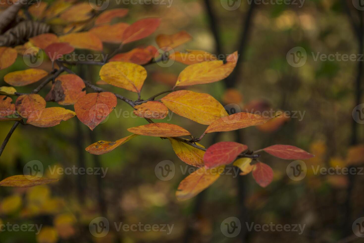 vistoso otoño hojas, cerca arriba. otoño antecedentes. natural otoño textura. foto