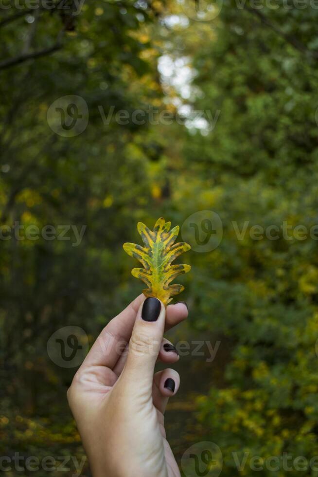 A beautiful autumn leaf in woman's hand. photo
