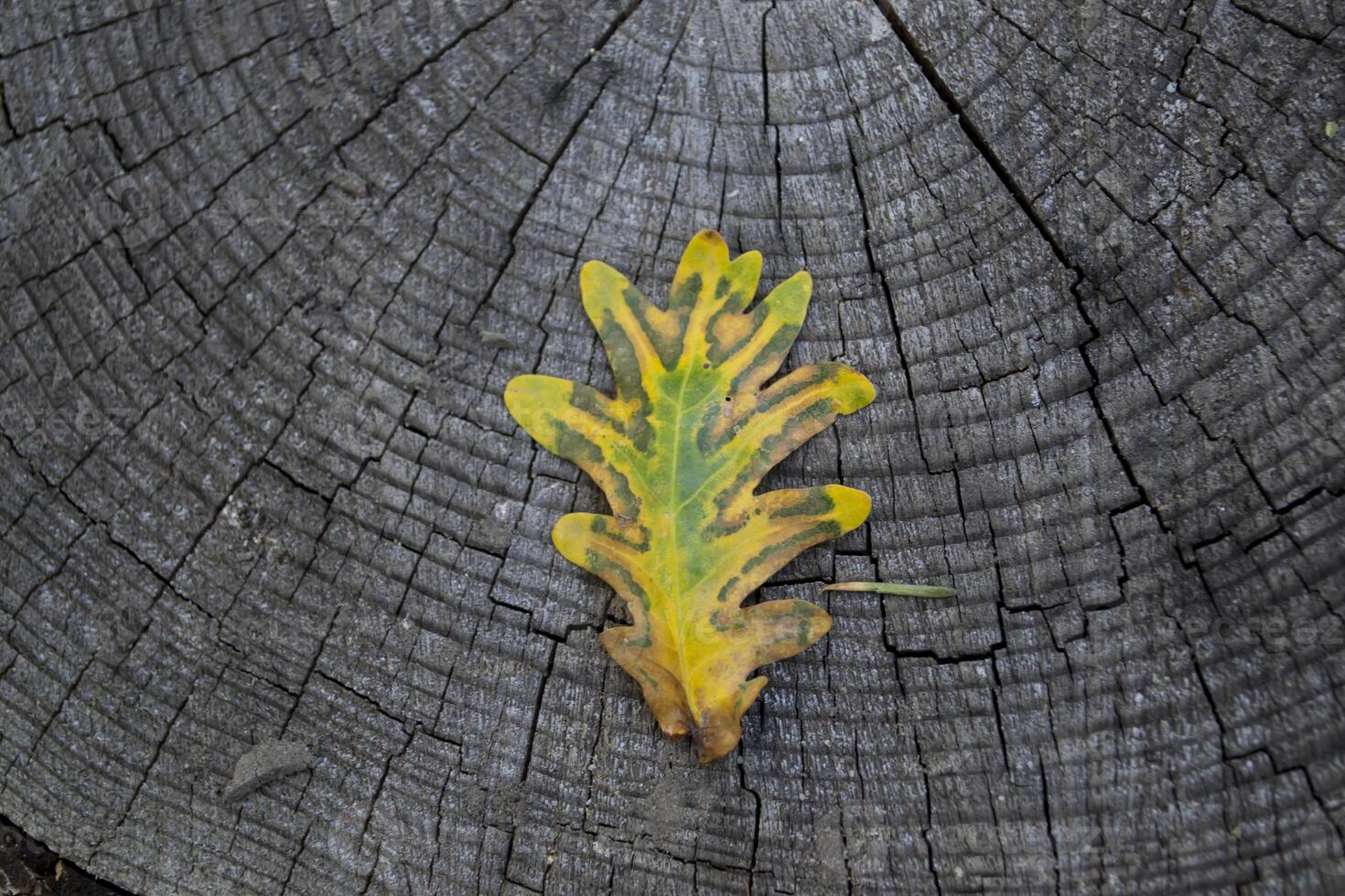 The autumn oak leaf on a grey wooden background. photo
