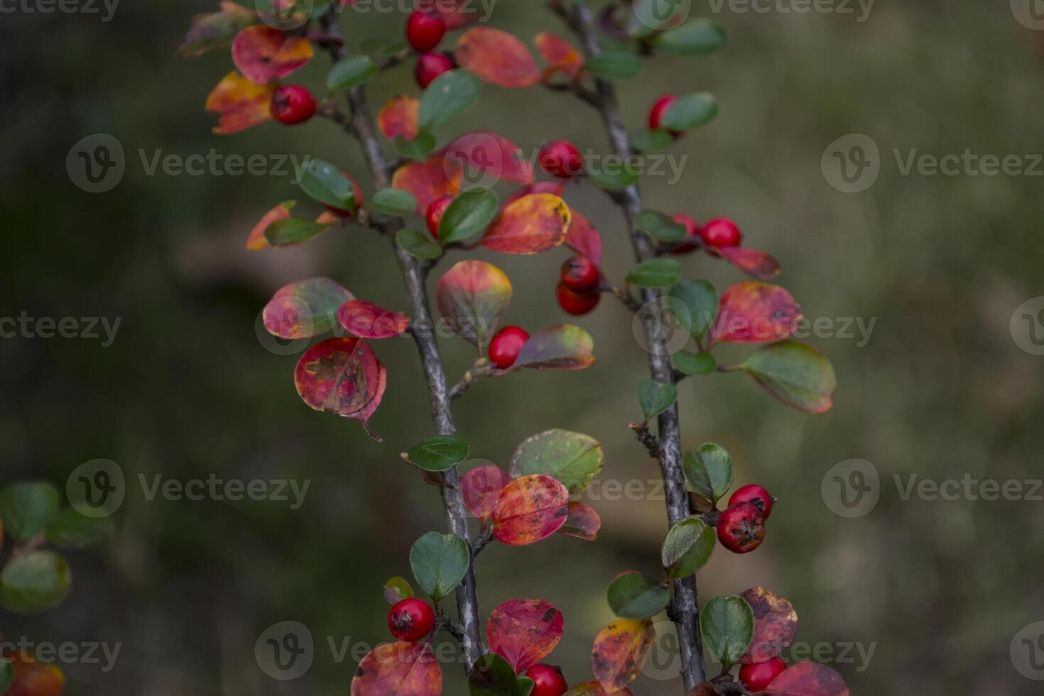 Red berries on a branch. photo