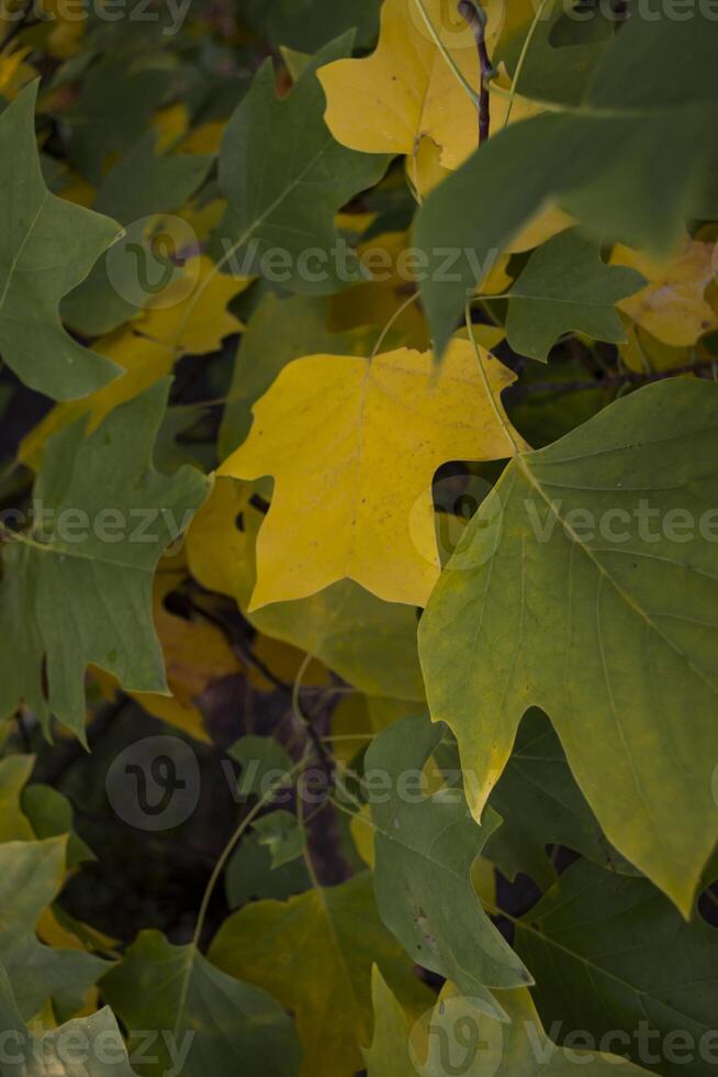 Colorful autumn leaves, close up. Fall background. Natural autumn texture. photo