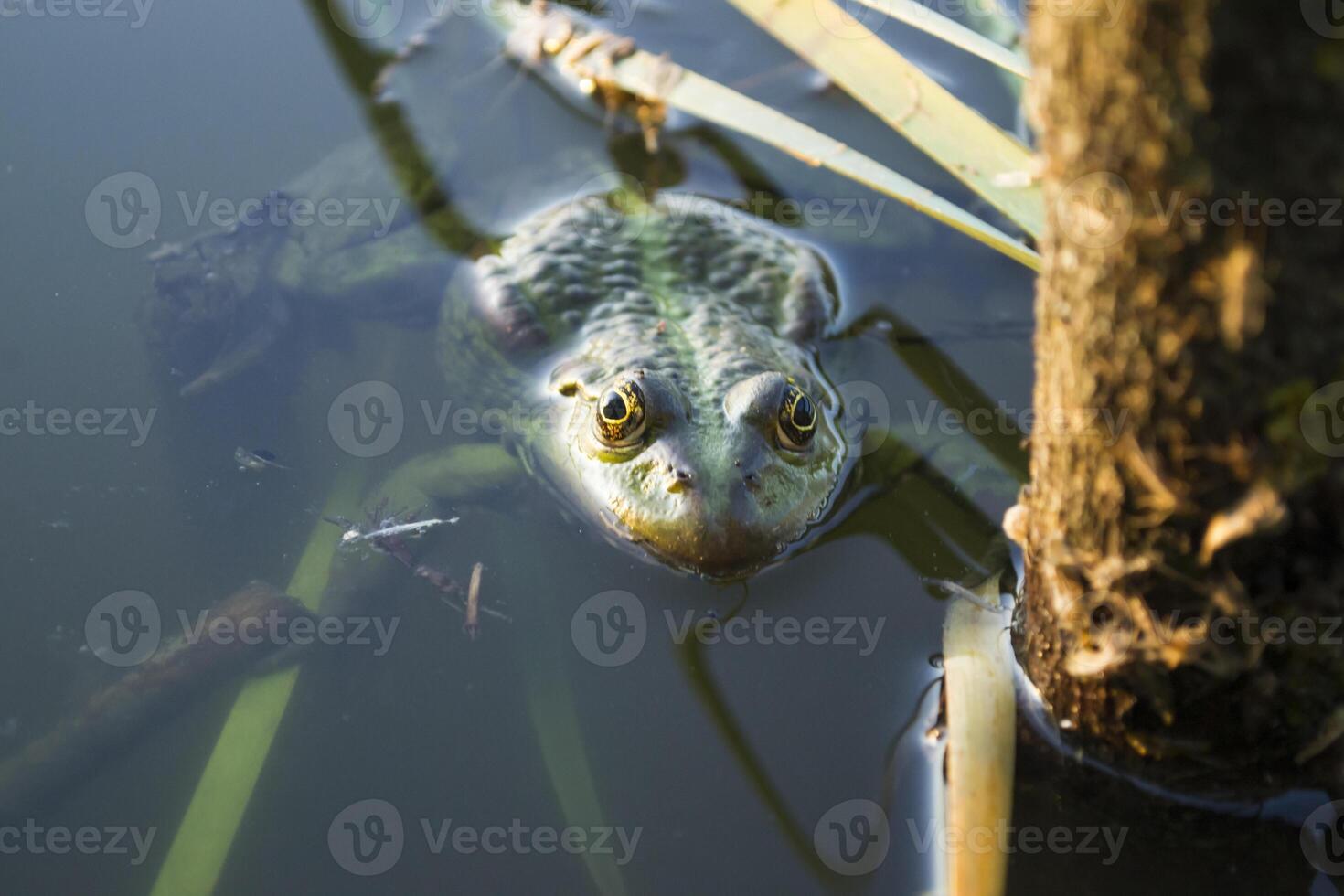 Frog in a pond, close up. photo