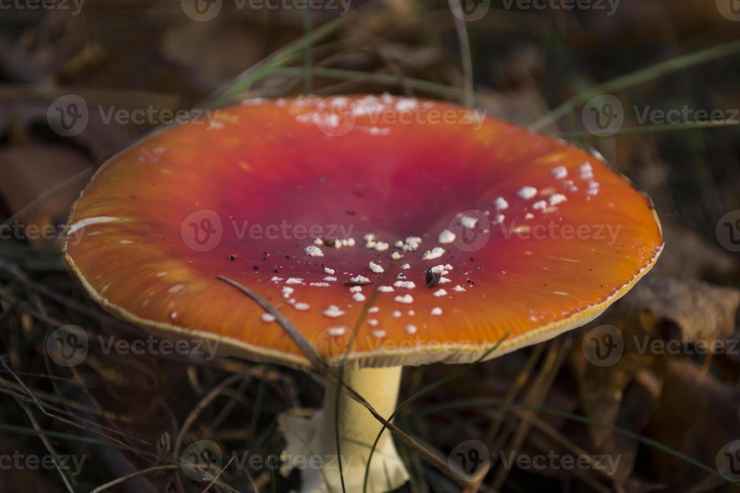 Fly agaric in the forest photo