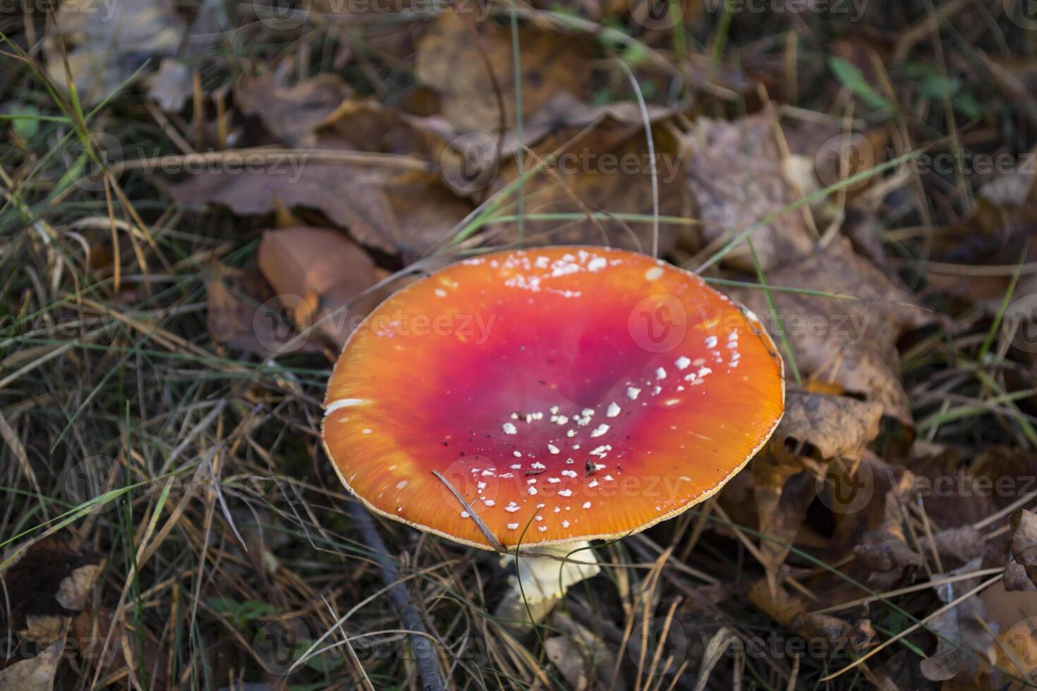 Fly agaric in the forest photo