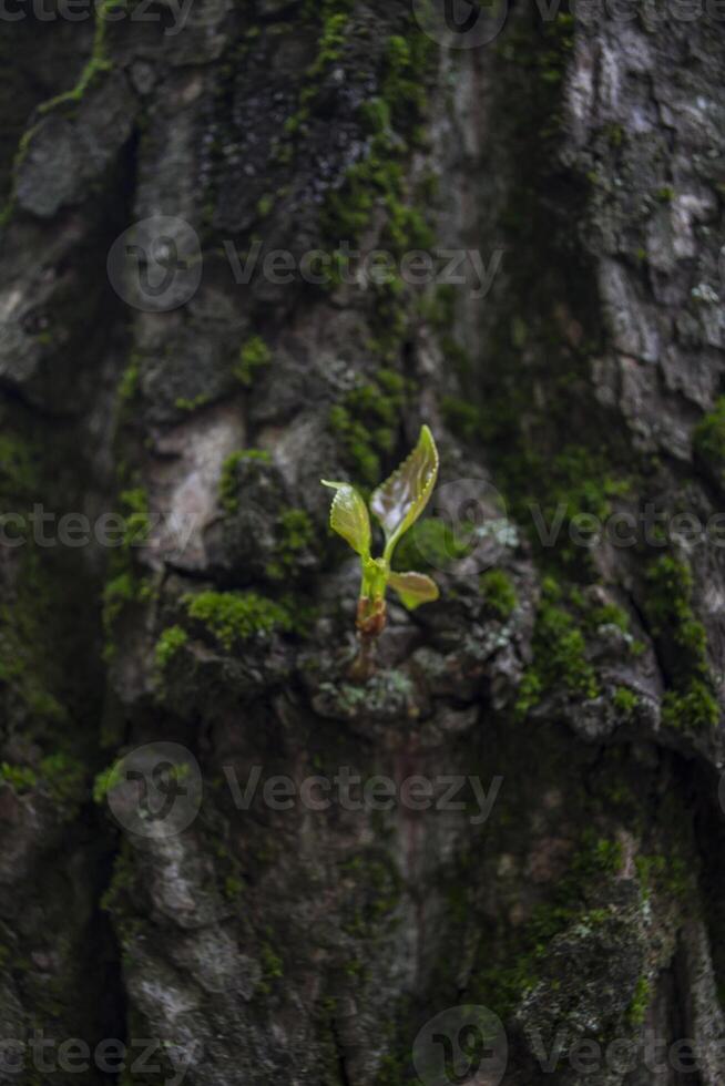 Green moss on the trunck of tree close up photo