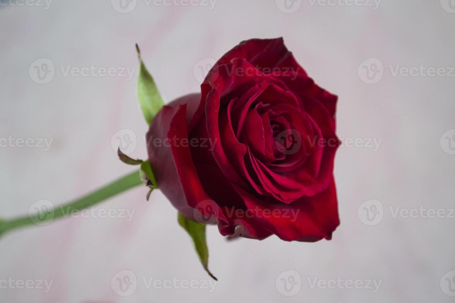 Red rose macro shot. photo