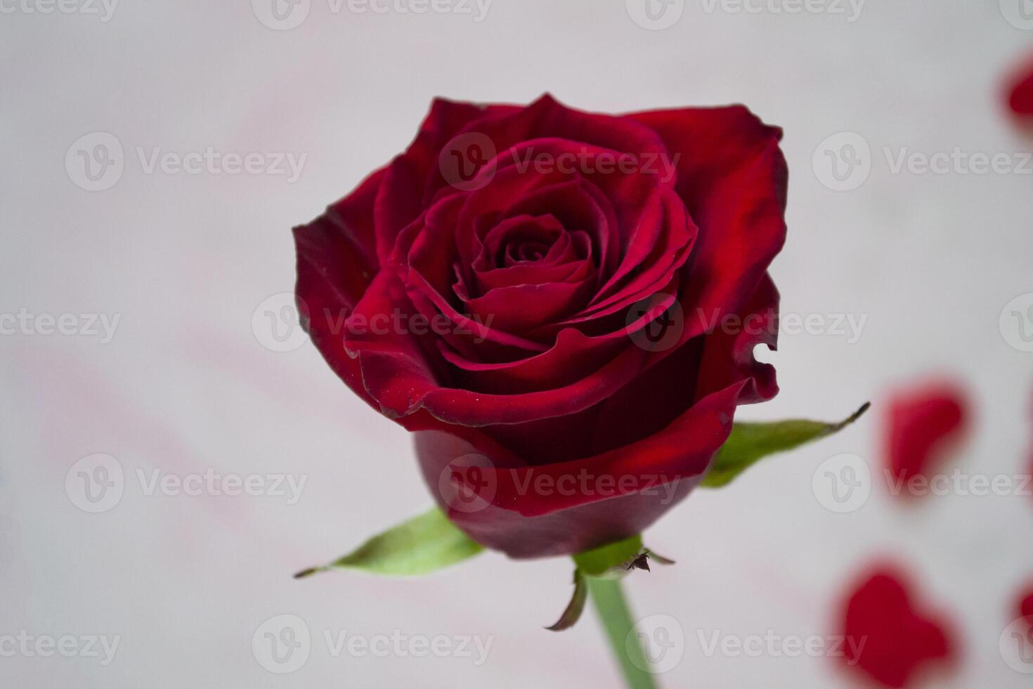 Red rose macro shot. photo