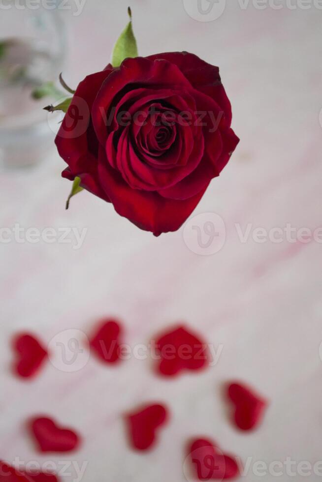 Red rose macro shot. photo