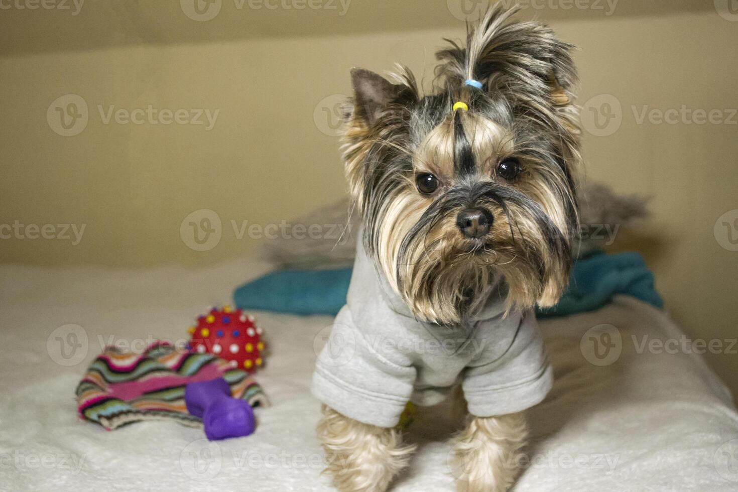 Cute yorkshire terrier sitting on the bed. photo