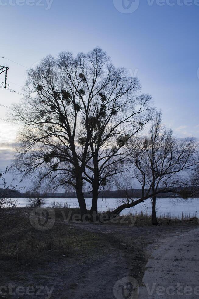 invierno paisaje con arboles y cielo. foto