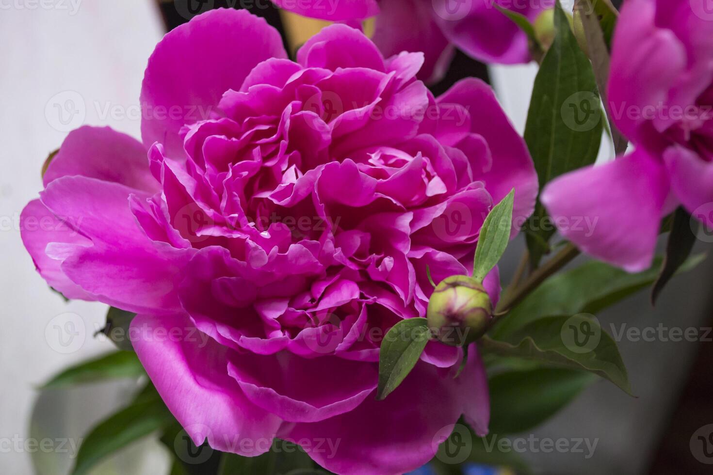 Pink peony macro shot. Peonies background. photo