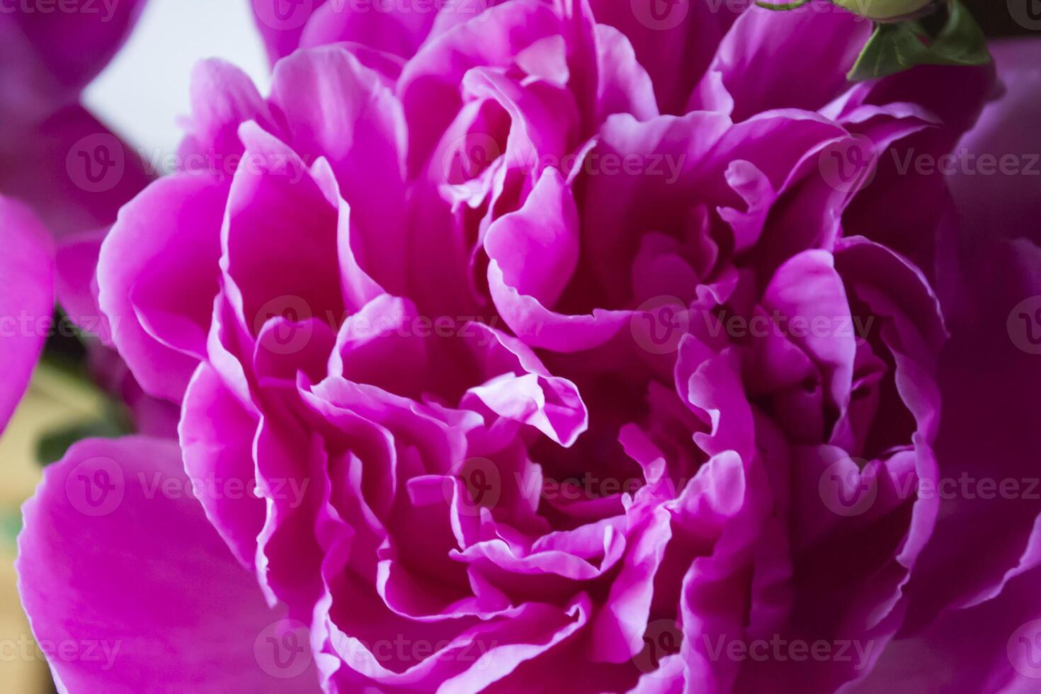 Pink peony macro shot. Peonies background. photo