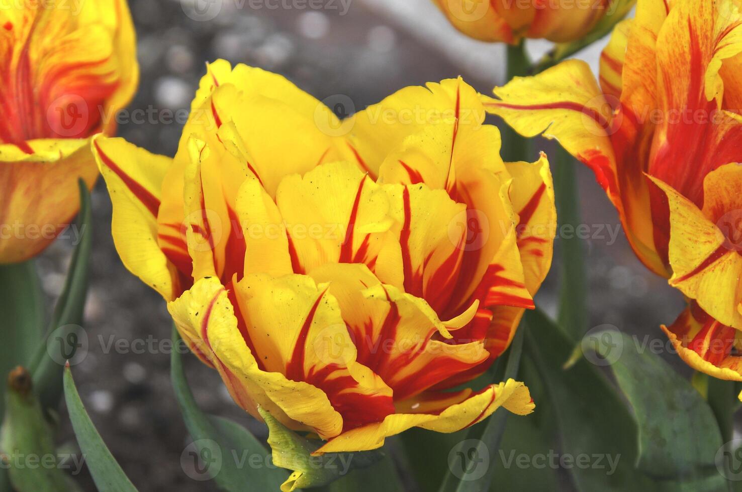 Beauty of tulips in Keukenhof park, in Netherlands photo