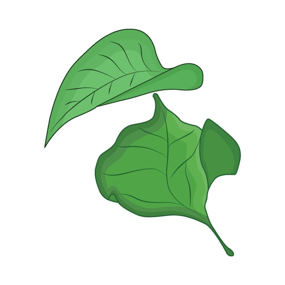 illustration of leaf vector