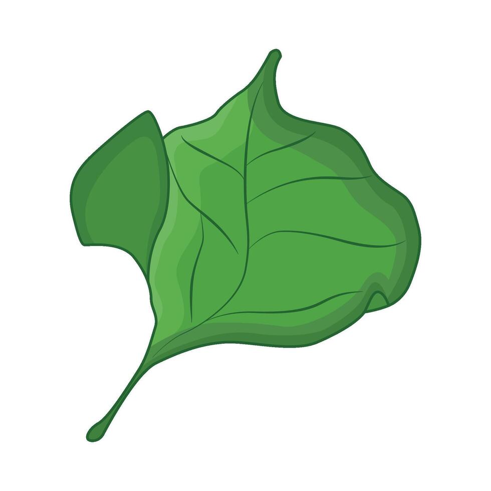 illustration of leaf vector