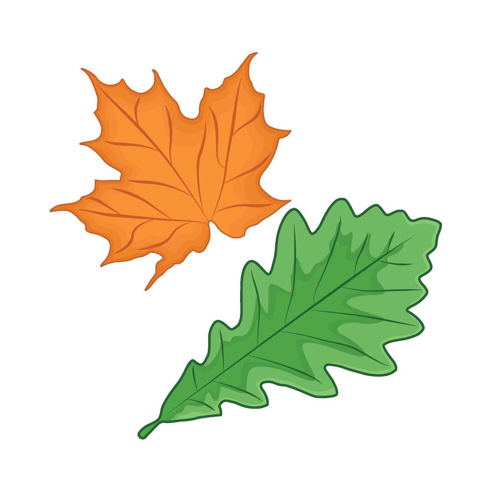 illustration of leaf vector