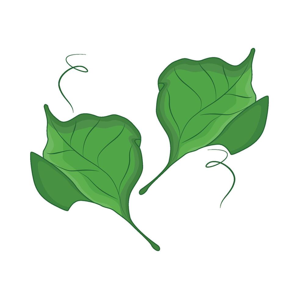 illustration of leaf vector