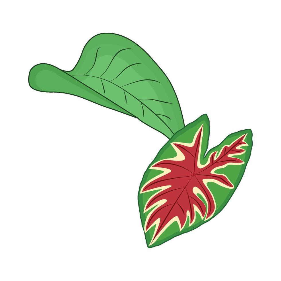 illustration of leaf vector