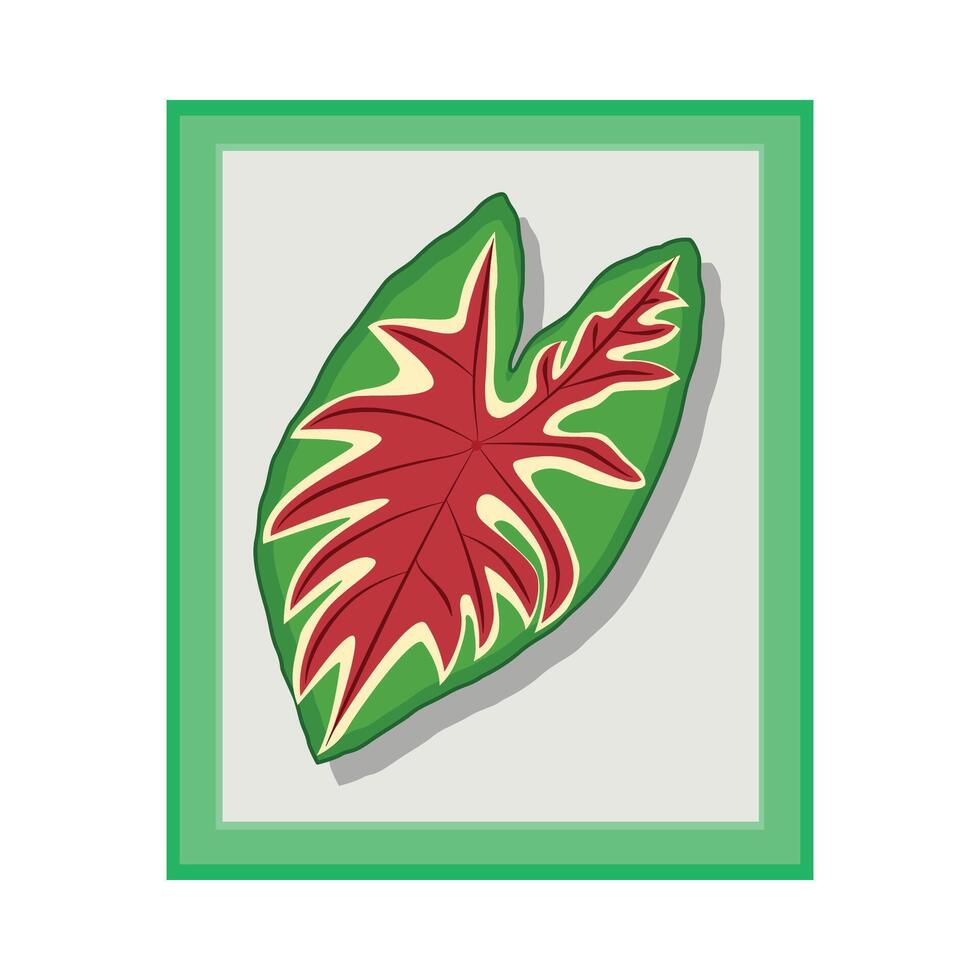 illustration of caladium leaf vector