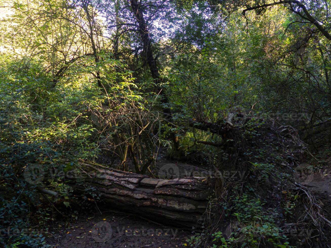 Lush foliage on fallen tree in rain forest. photo