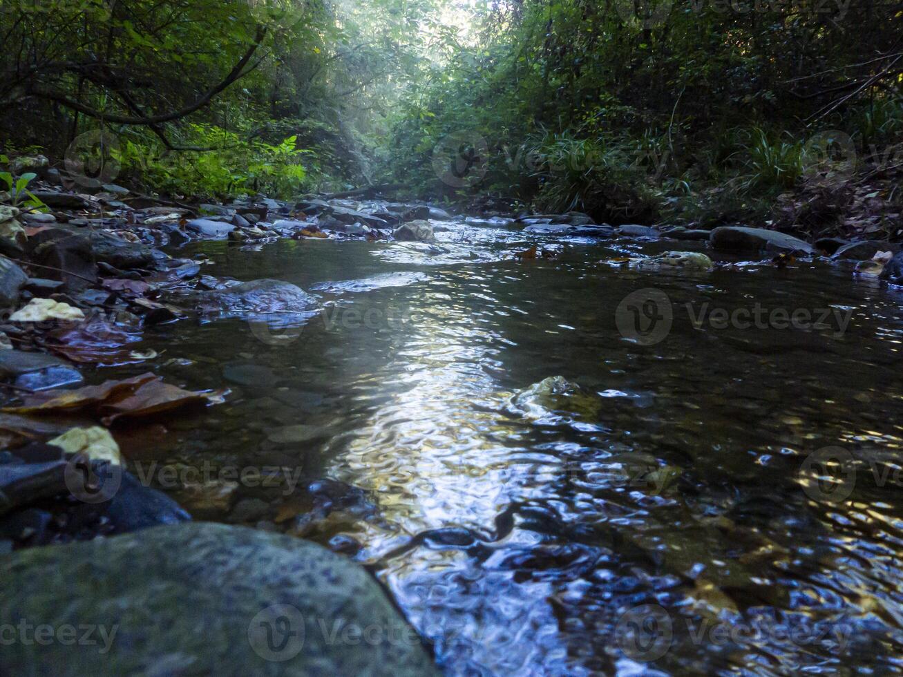 de cerca fotografía con el río, niebla y profundo oscuro bosque foto