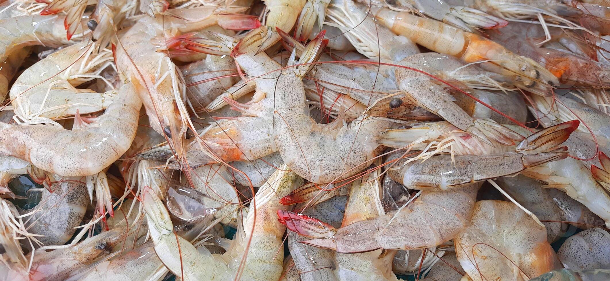 Many fresh raw shrimp at the traditional market in Indonesia. Uncooked prawn seafood background photo