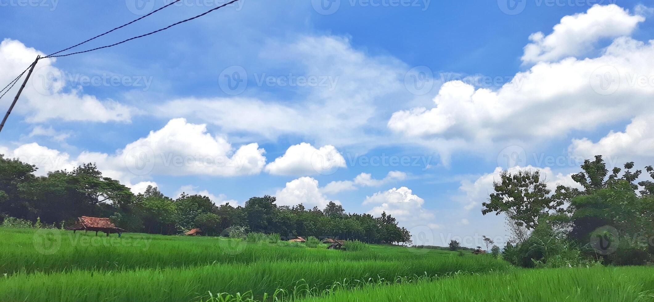 Rice fields paddy is growing under the clear sky background photo