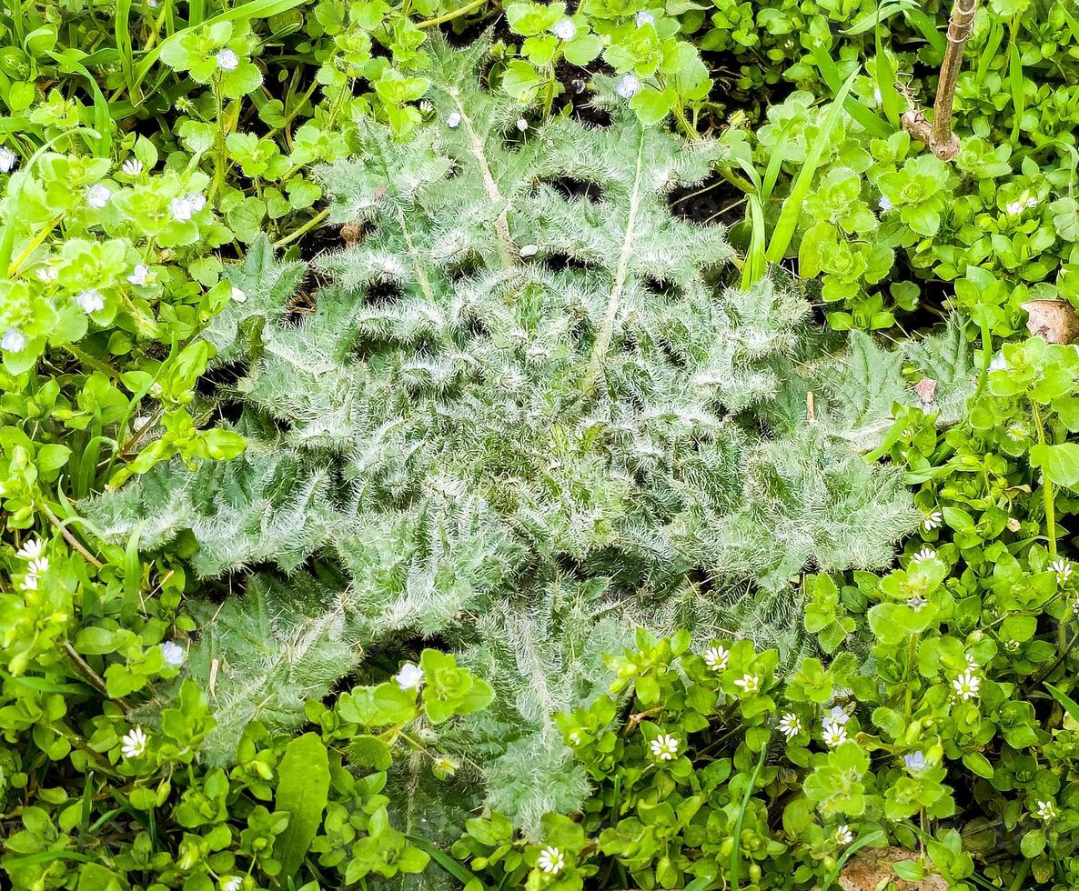 el textura de el hojas de un joven cardo en temprano primavera foto