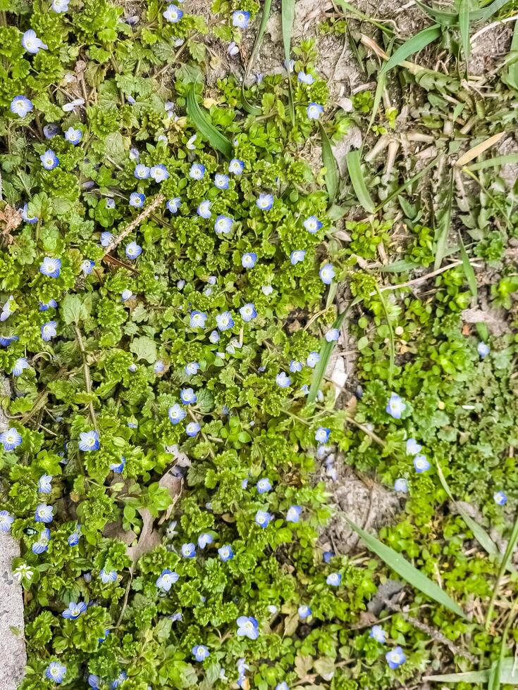 Flowers of Persian speedwell Veronica persica. Biennial plants of Plantaginaceae. A weed photo