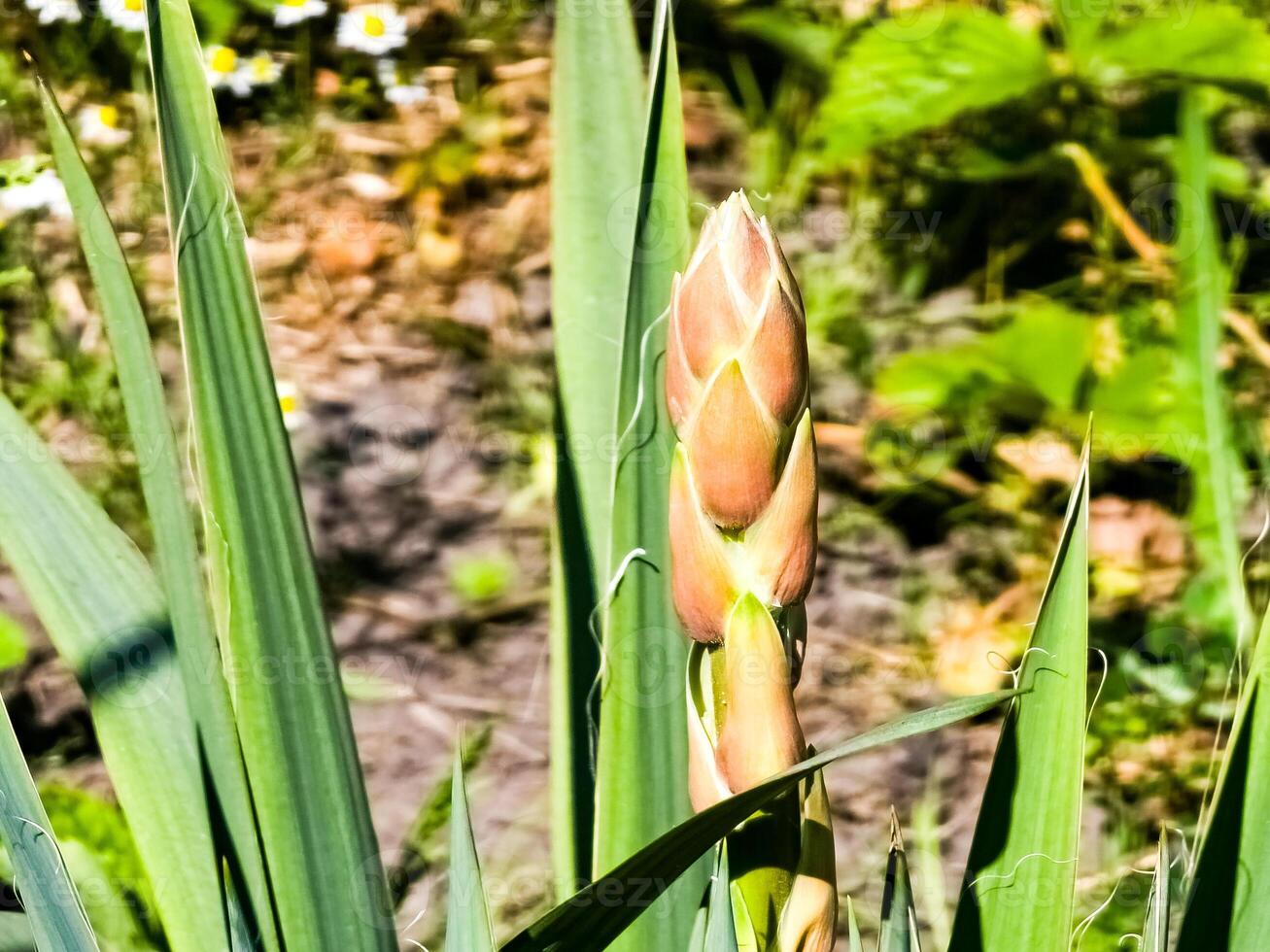 Yucca palm with buds on the stem. Long green leaves. Plant for the outdoor garden photo