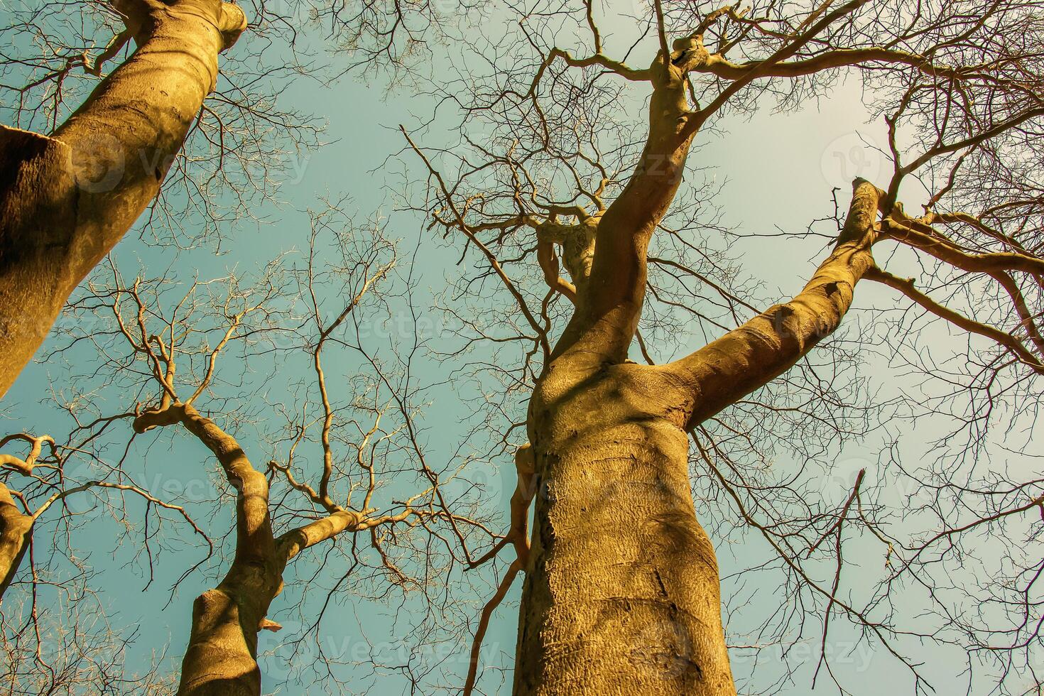 Background of the bark of a Cladrastis kentukea tree in sunny weather. Natural leather of nature. photo