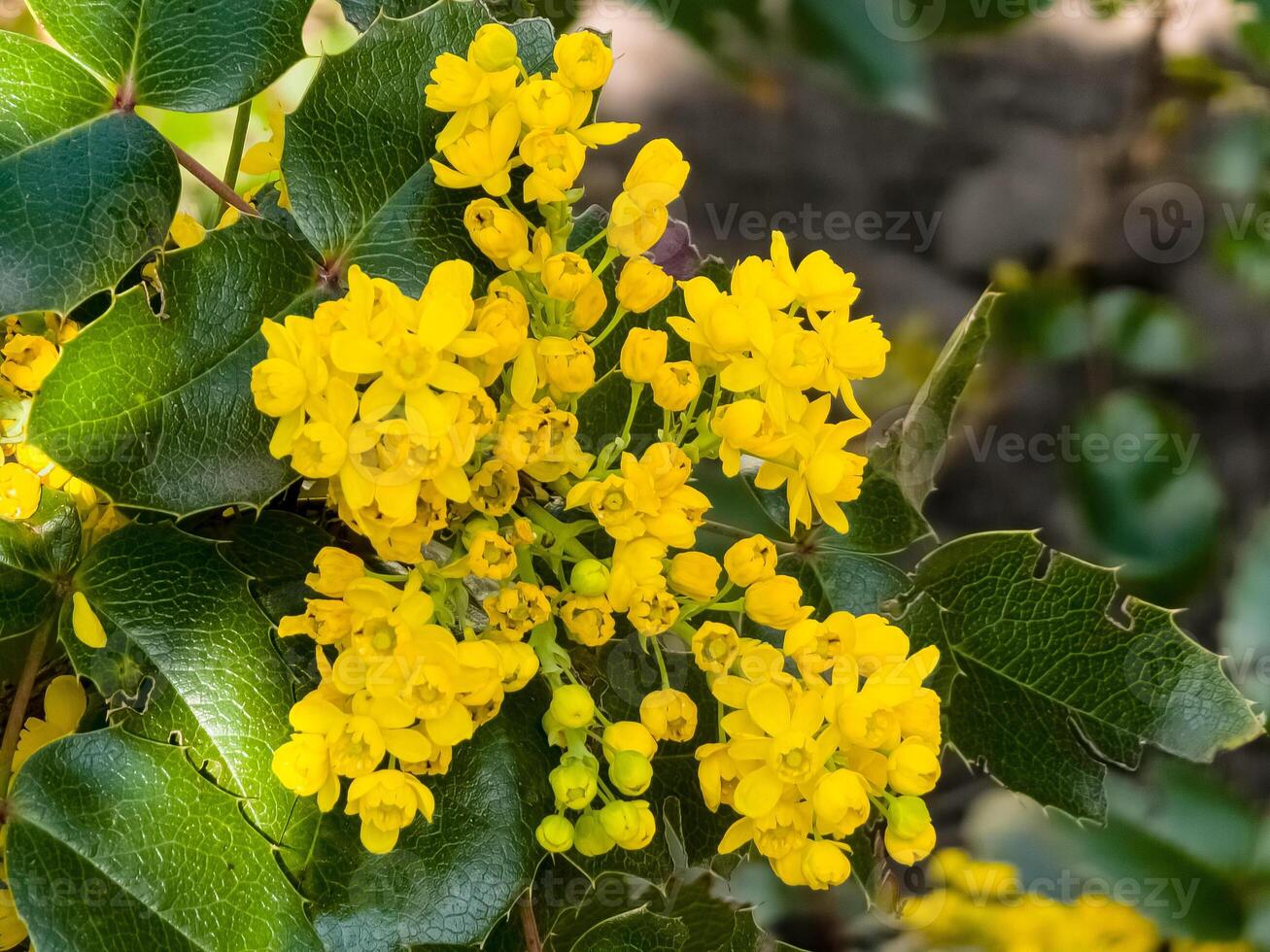 Mahonia aquifolium. Bright yellow flowers mahonia japonica bush photo