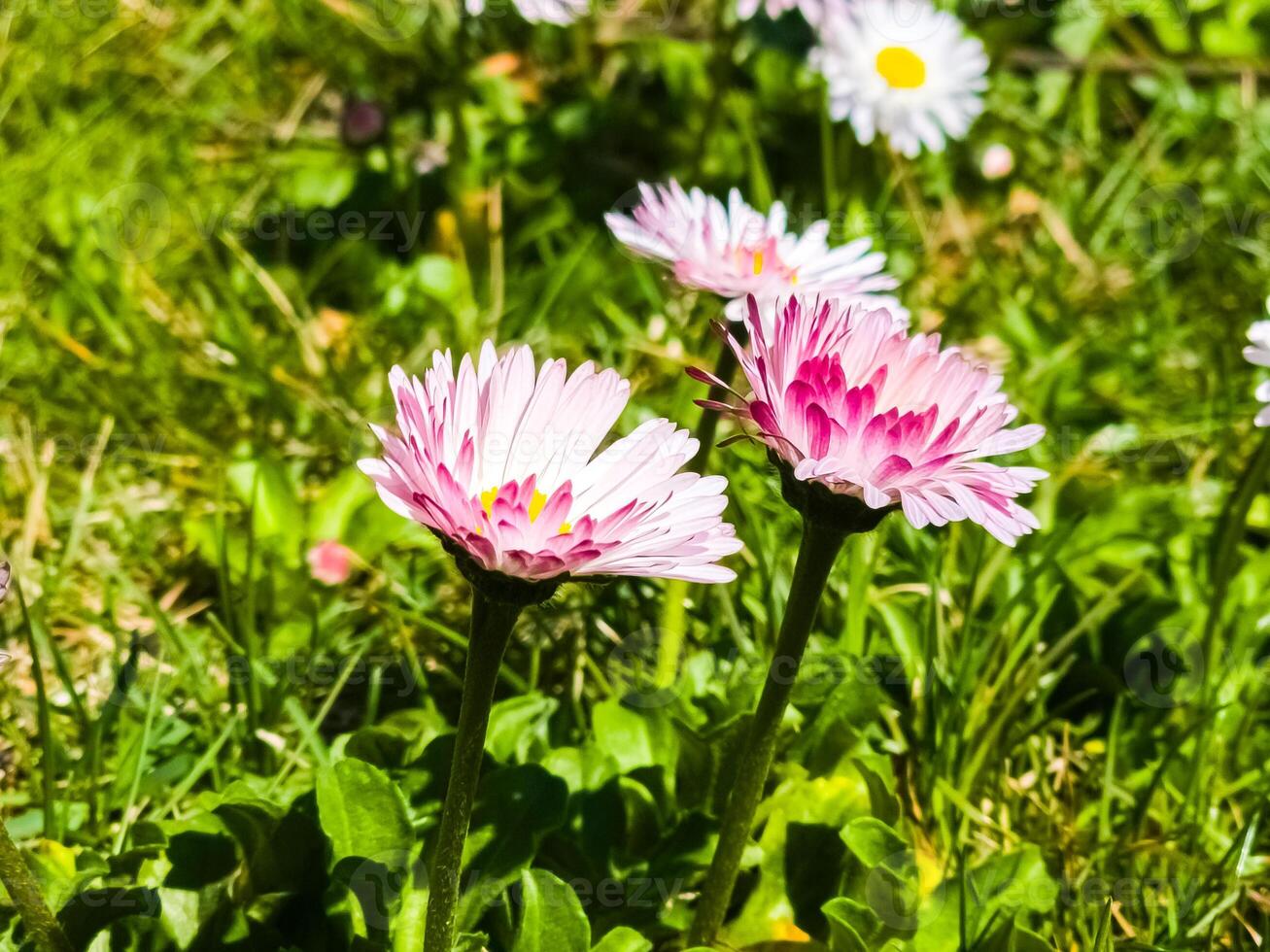 Delicate white and pink Daisies or Bellis perennis flowers on green grass. Lawn Daisy blooms in spring photo